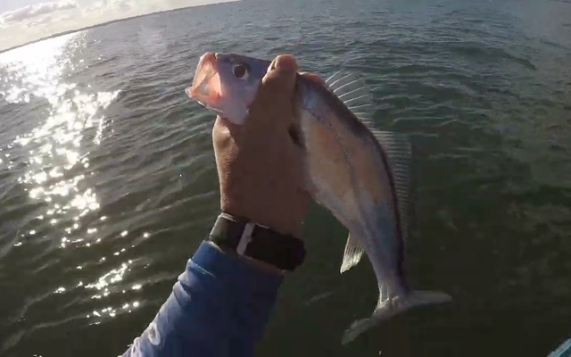 Como Pescar Curvina no Lago de Palmas com Isca Artificial