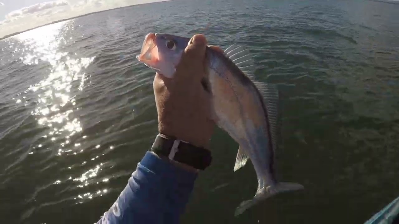 Como Pescar Curvina no Lago de Palmas com Isca Artificial